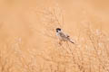 Pallas's Reed Bunting Emberiza pallasi pallasi