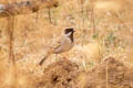 Pallas's Reed Bunting Emberiza pallasi pallasi