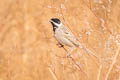 Pallas's Reed Bunting Emberiza pallasi pallasi