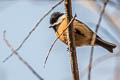 Pere David's Tit Poecile davidi