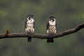 Pied Falconet Microhierax melanoleucos