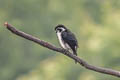 Pied Falconet Microhierax melanoleucos