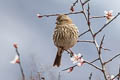 Pink-rumped Rosefinch Carpodacus waltoni eos (Stresemann's Rosefinch)