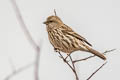 Pink-rumped Rosefinch Carpodacus waltoni eos (Stresemann's Rosefinch)