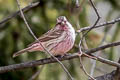 Pink-rumped Rosefinch Carpodacus waltoni eos (Stresemann's Rosefinch)