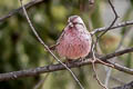 Pink-rumped Rosefinch Carpodacus waltoni eos (Stresemann's Rosefinch)