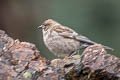 Plain Mountain Finch Leucosticte nemoricola nemoricola