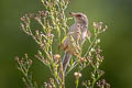 Plain Prinia Prinia inornata extensicauda 