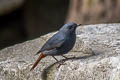 Plumbeous Water Redstart Phoenicurus fuliginosus fuliginosus