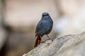 Plumbeous Water Redstart Phoenicurus fuliginosus fuliginosus