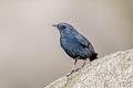 Plumbeous Water Redstart Phoenicurus fuliginosus fuliginosus