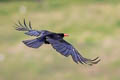 Red-billed Chough Pyrrhocorax pyrrhocorax brachypus