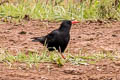 Red-billed Chough Pyrrhocorax pyrrhocorax brachypus