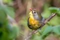 Red-billed Leiothrix Leiothrix lutea lutea (Peking Robin)