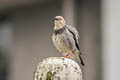 Red-billed Starling Spodiopsar sericeus