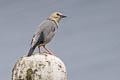 Red-billed Starling Spodiopsar sericeus