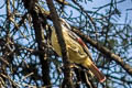 Red-tailed Minla Minla ignotincta jerdoni