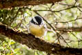 Red-tailed Minla Minla ignotincta jerdoni