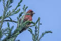 Red Crossbill Loxia curvirostra himalayensis (Common Crossbill)