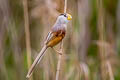 Reed Parrotbill Paradoxornis heudei heudei