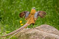 Reeves's Pheasant Syrmaticus reevesii