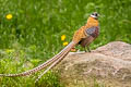 Reeves's Pheasant Syrmaticus reevesii