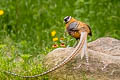 Reeves's Pheasant Syrmaticus reevesii