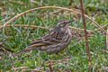 Rosy Pipit Anthus roseatus