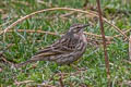 Rosy Pipit Anthus roseatus