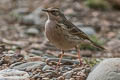 Rosy Pipit Anthus roseatus