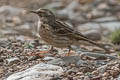 Rosy Pipit Anthus roseatus