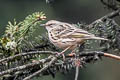 Rosy Pipit Anthus roseatus