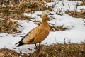 Ruddy Shelduck Tadorna ferruginea