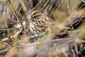 Rufous-breasted Accentor Prunella strophiata strophiata (Rufous-browed Accentor)