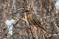 Rufous-breasted Accentor Prunella strophiata strophiata (Rufous-browed Accentor)