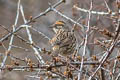 Rufous-breasted Accentor Prunella strophiata strophiata (Rufous-browed Accentor)