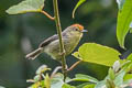 Rufous-capped Babbler Cyanoderma ruficeps davidi