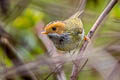 Rufous-faced Warbler Abroscopus albogularis albogularis