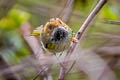 Rufous-faced Warbler Abroscopus albogularis albogularis