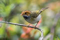 Rufous-faced Warbler Abroscopus albogularis albogularis