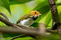 Rufous-faced Warbler Abroscopus albogularis fulvifacies