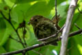 Rufous-gorgeted Flycatcher Ficedula strophiata