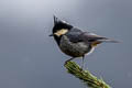 Rufous-vented Tit Periparus rubidiventris whistleri (Black-crested Tit)