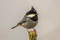 Rufous-vented Tit Periparus rubidiventris whistleri (Black-crested Tit)