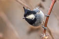 Rufous-vented Tit Periparus rubidiventris whistleri (Black-crested Tit)