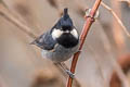 Rufous-vented Tit Periparus rubidiventris whistleri (Black-crested Tit)