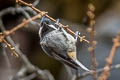 Rufous-vented Tit Periparus rubidiventris whistleri (Black-crested Tit)