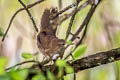 Russet Bush Warbler Locustella mandelli melanorhyncha