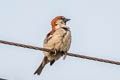 Russet Sparrow Passer cinnamomeus rutilans (Cinnamon Sparrow)