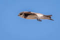 Sand Martin Riparia riparia taczanowskii (Bank Swallow)